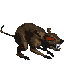 Giant Rat